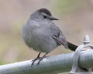 Gray Catbird 5948